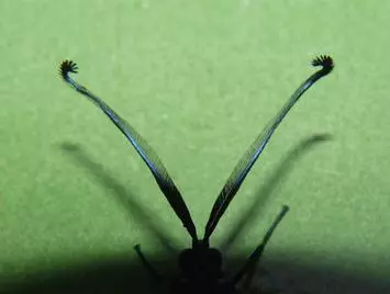 Insects feel through their antennae | All you need is Biology